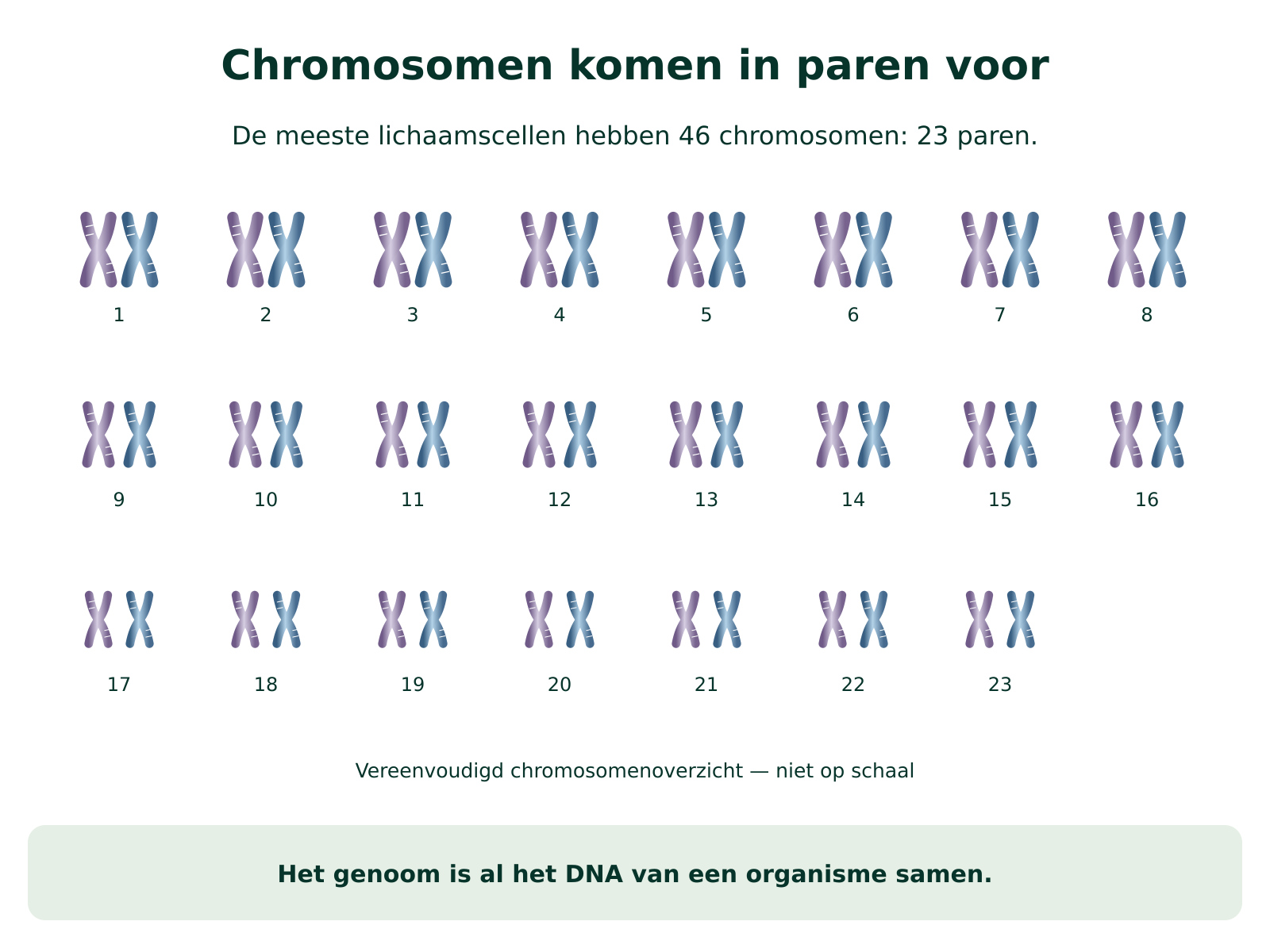 11.4 Je lijkt op … – dia 2