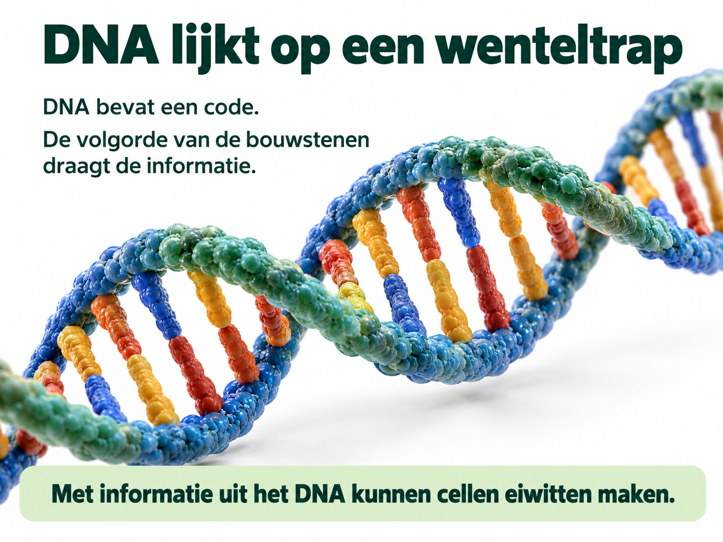 11.4 Je lijkt op … – dia 3