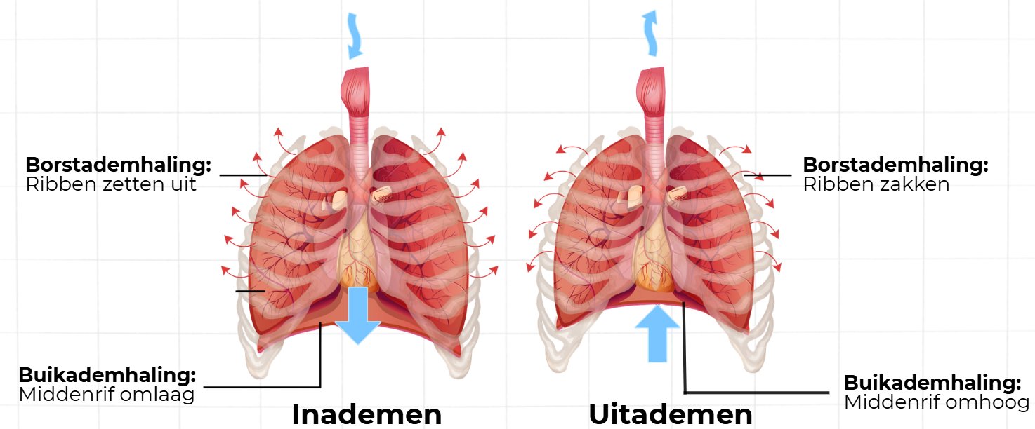 14 4 Inademen En Uitademen Samenvatting MijnBiologie nl