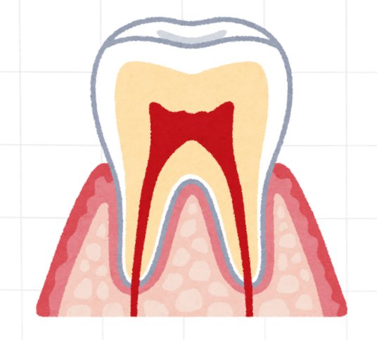 Menselijk gebit met tanden en kiezen