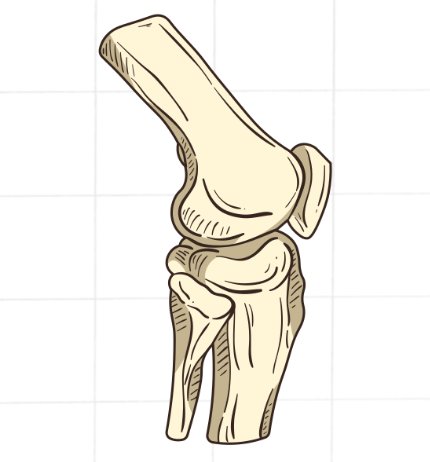 Verschillende gewrichten in het menselijk lichaam