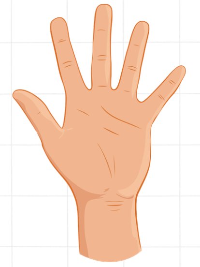 Anatomie van de menselijke vingers